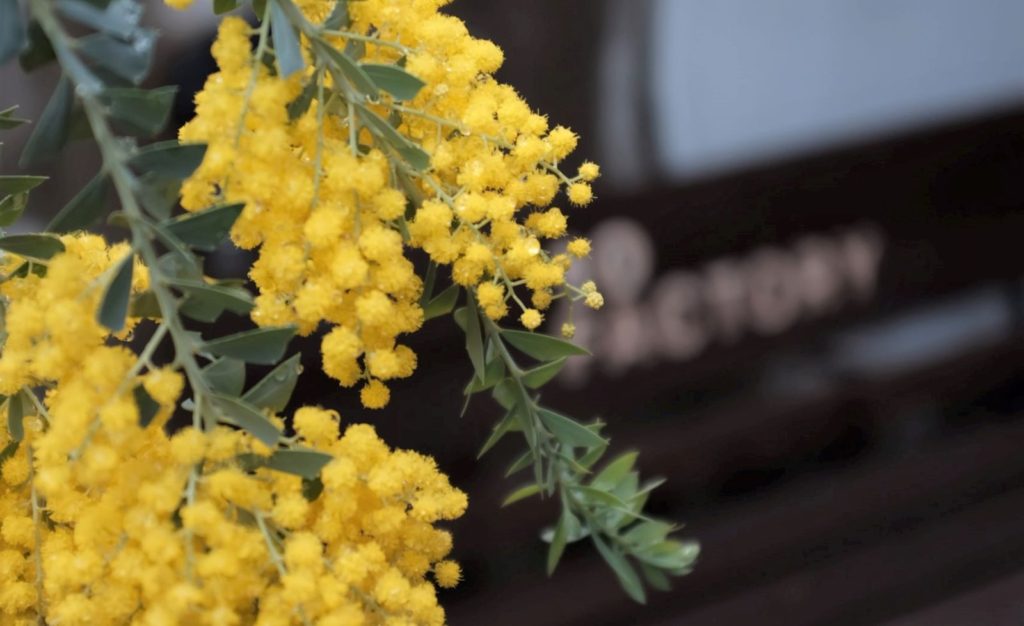 2月の花時間 ミモザリース ミモザスワッグ 春の訪れを楽しみたいあなたへおすすめレッスン アーティフィシャルフラワー教室 Lavie Monamie 千葉 船橋 津田沼 幕張 Lavie Monamie ラヴィ モナミ 花と料理とおもてなし